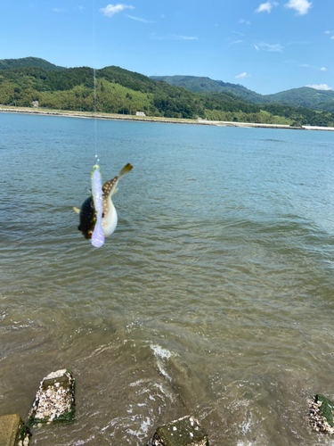 フグの釣果