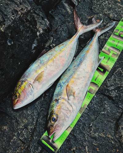 カンパチの釣果