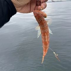 ホシノエソの釣果