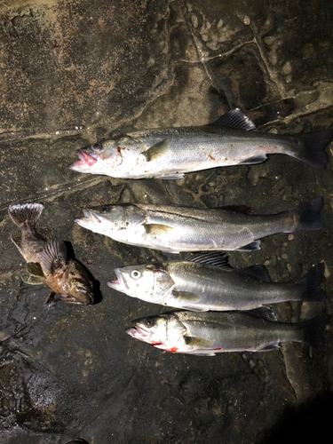 シーバスの釣果