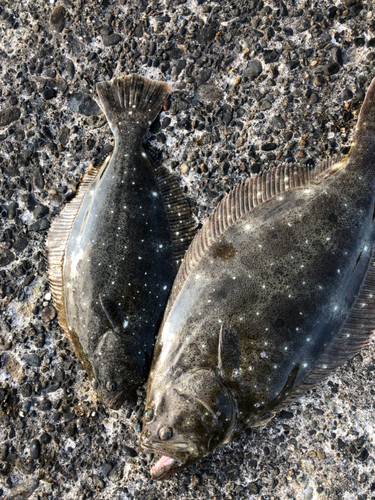 ヒラメの釣果