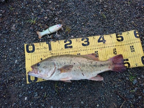 ブラックバスの釣果