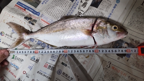 ショゴの釣果