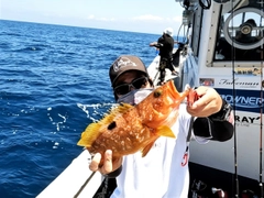 キジハタの釣果