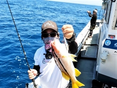 イッテンフエダイの釣果