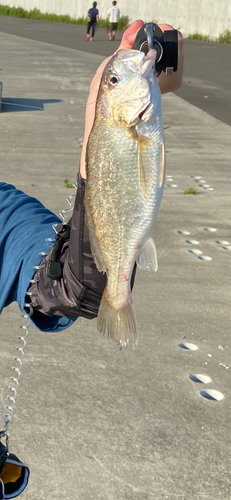 イシモチの釣果