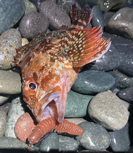 カサゴの釣果