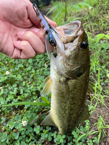 ラージマウスバスの釣果