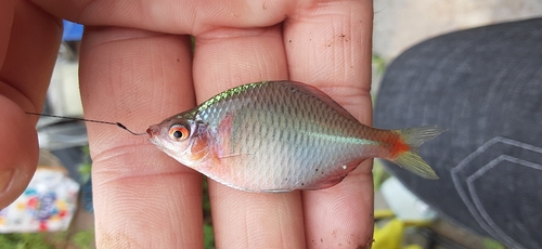 タイリクバラタナゴの釣果