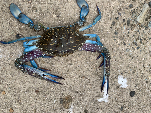 タイワンガザミの釣果