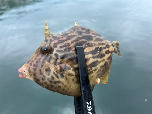 カワハギの釣果