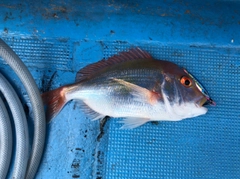 レンコダイの釣果