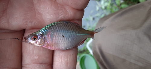 タイリクバラタナゴの釣果