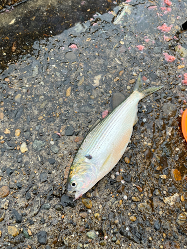 コノシロの釣果