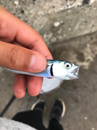 サバの釣果