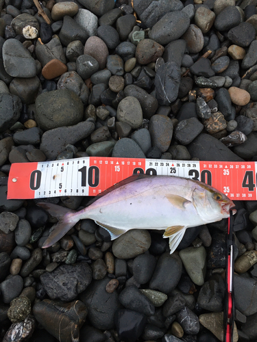 ショゴの釣果