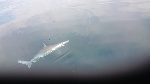 サメの釣果