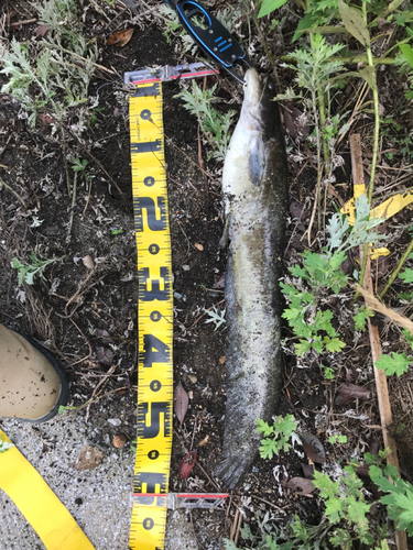 マナマズの釣果