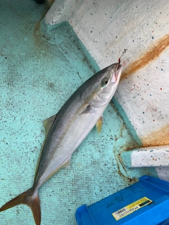 ハマチの釣果