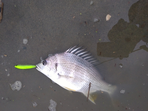 キビレの釣果