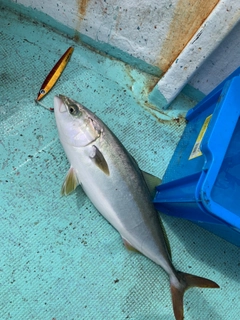 ハマチの釣果