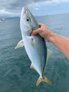 ハマチの釣果