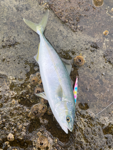 ワカシの釣果