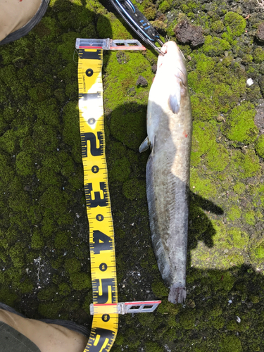 マナマズの釣果