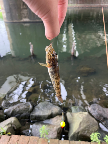 ウロハゼの釣果