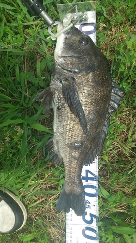 クロダイの釣果