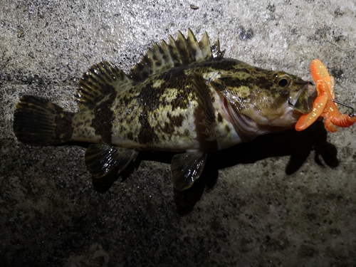 タケノコメバルの釣果