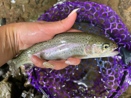 ニジマスの釣果