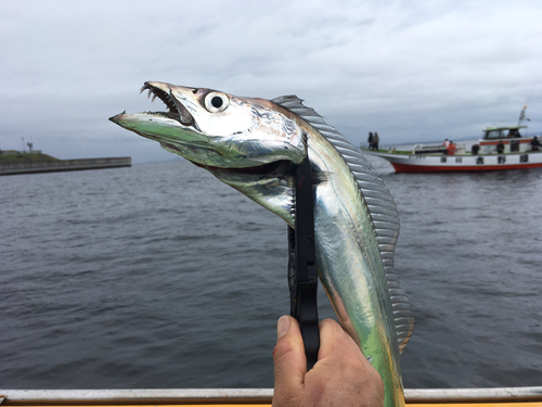 タチウオの釣果