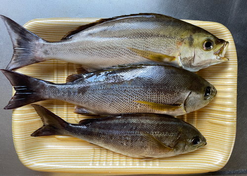 イサキの釣果