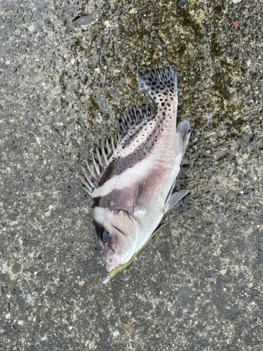 コショウダイの釣果