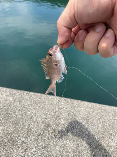 チダイの釣果