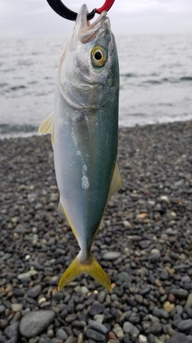 ワカシの釣果