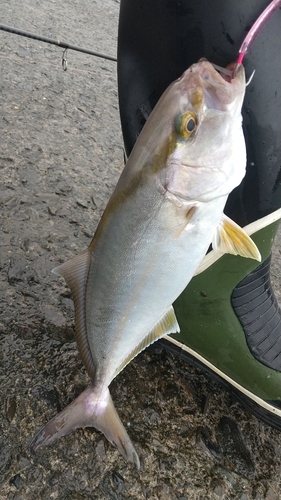 ショゴの釣果