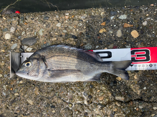 チヌの釣果