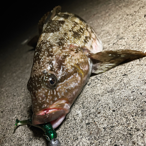 アイナメの釣果