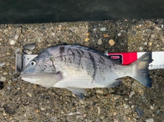 チヌの釣果