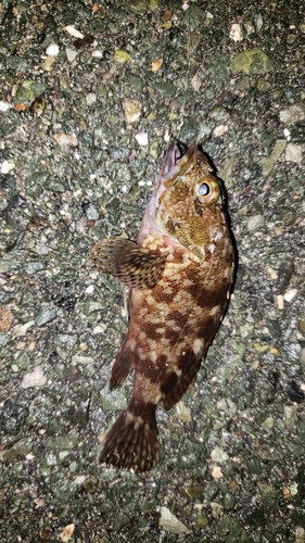 カサゴの釣果