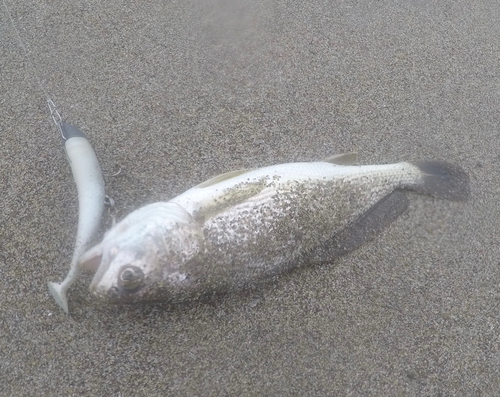 イシモチの釣果