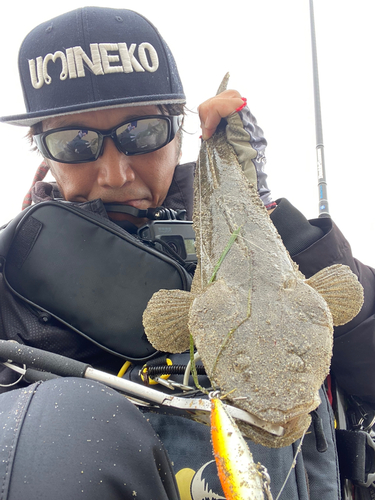 マゴチの釣果