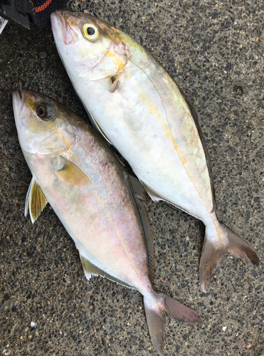 ショゴの釣果