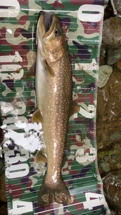 イワナの釣果