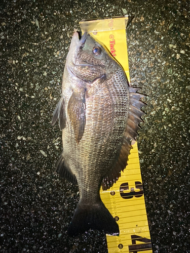 クロダイの釣果