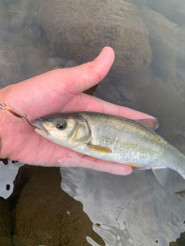 ウグイの釣果