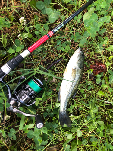 ハスの釣果