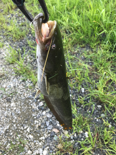 マナマズの釣果